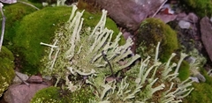 Cladonia rei