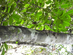 Uroplatus henkeli