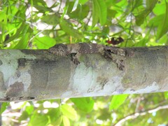Uroplatus henkeli