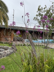 Epidendrum jamiesonis