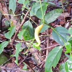 Elisolimax flavescens