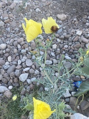 Argemone aenea