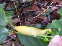Elisolimax flavescens