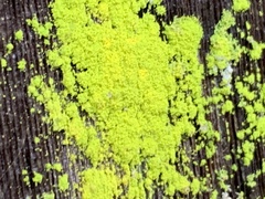 Chrysothrix candelaris