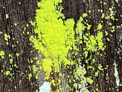 Chrysothrix candelaris