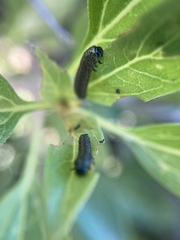 Trirhabda flavolimbata