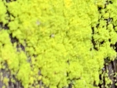 Chrysothrix candelaris