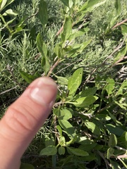 Trirhabda flavolimbata