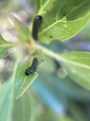 Trirhabda flavolimbata