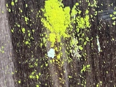 Chrysothrix candelaris