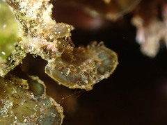 Lobophora variegata