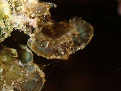 Lobophora variegata