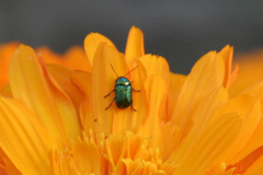 Cryptocephalus violaceus