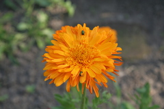 Cryptocephalus violaceus