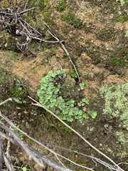 Targionia hypophylla