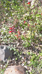 Salvia coccinea