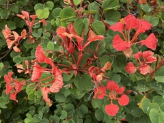 Bauhinia galpinii