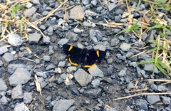 Riodina lycisca