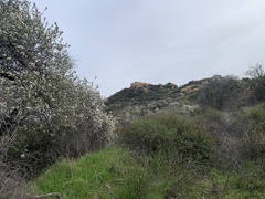 Ceanothus crassifolius