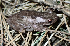 Litoria quiritatus