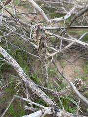 Cylindropuntia acanthocarpa