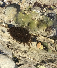 Aulactinia