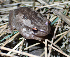 Litoria quiritatus