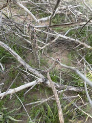 Cylindropuntia acanthocarpa