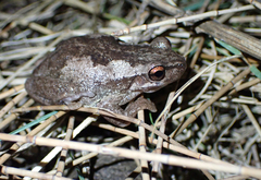 Litoria quiritatus