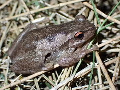 Litoria quiritatus