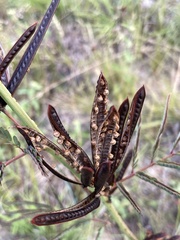 Desmanthus acuminatus