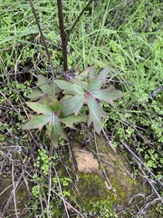 Delphinium cardinale
