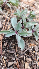 Penstemon centranthifolius