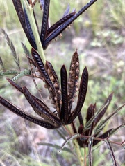 Desmanthus acuminatus