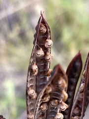 Desmanthus acuminatus