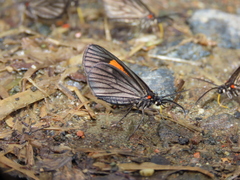 Sangalopsis microleuca