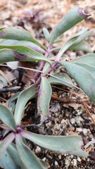 Penstemon centranthifolius