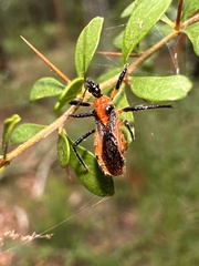 Trachylestes aspericollis