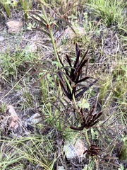 Desmanthus acuminatus