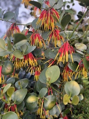 Tristerix longibracteatus