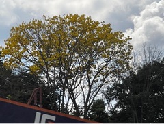 Handroanthus ochraceus