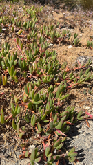Ruschieae