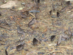 Sangalopsis microleuca