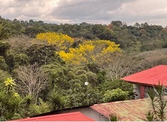 Handroanthus ochraceus