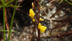 Utricularia guyanensis