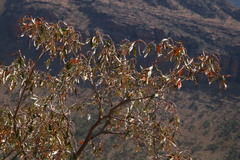 Croton gratissimus gratissimus