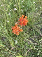 Asclepias lanceolata
