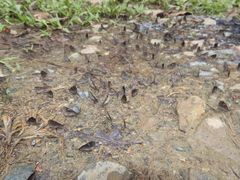 Sangalopsis microleuca