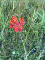 Asclepias lanceolata