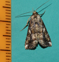 Pseudogyrtona fulvana